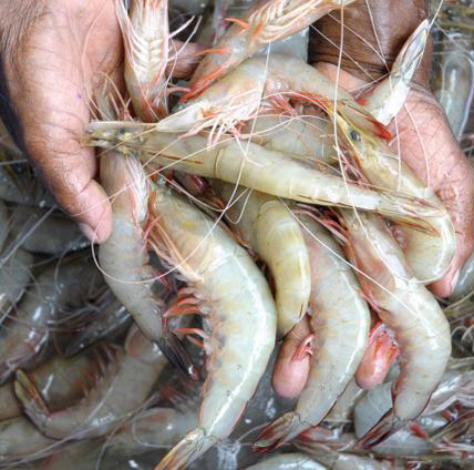 Fish & Marine products